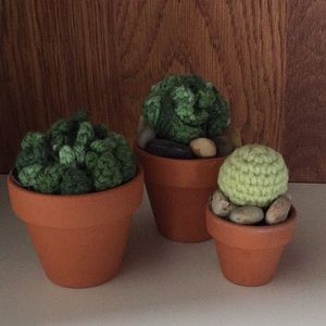 Three little Cactus 🌵